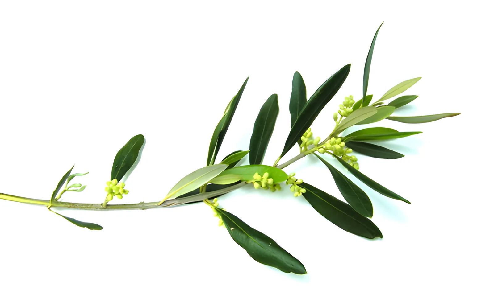 Olive branch with leaves and small olives
